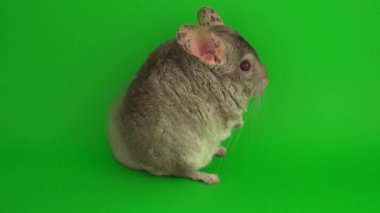 Yeşil arkaplanda gri çinçilya.