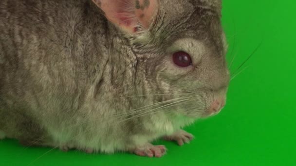 Grijze Chinchilla Een Groen Achtergrond Scherm — Stockvideo