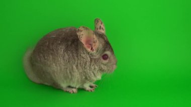 Yeşil arkaplanda gri çinçilya.