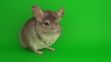 Yeşil arkaplanda gri çinçilya.