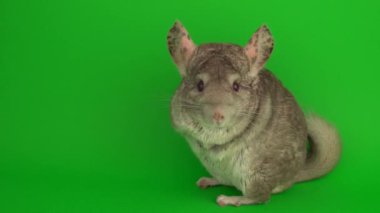 Yeşil arkaplanda gri çinçilya.