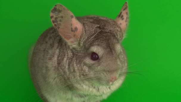 Grijze Chinchilla Een Groen Achtergrond Scherm — Stockvideo