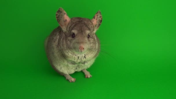 Grijze Chinchilla Een Groen Achtergrond Scherm — Stockvideo