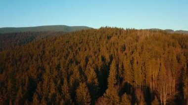Alp çamı ormanı Smereka Karpatlar Ukrayna hava manzarası.