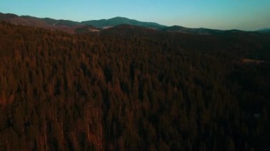 Alp çamı ormanı Smereka Karpatlar Ukrayna hava manzarası.