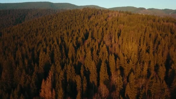 高山松树林Smereka Carpathians乌克兰航空视图 — 图库视频影像