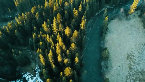 Alpine Pine Forest Smereka Carpathians Ukraine Aerial View — Stock Video