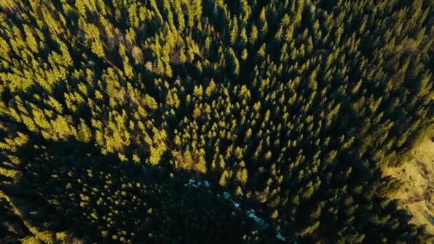 Alpine Pine Forest Smereka Carpathians Ukraine Aerial View — Stock Video