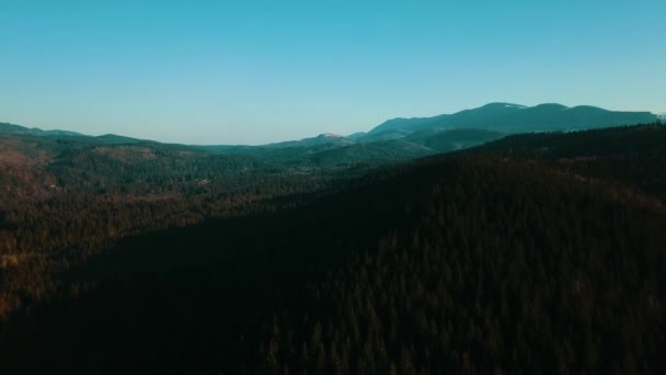 Alpine Pine Pine Forest Smereka Cárpatos Ucrânia Vista Aérea — Vídeo de Stock