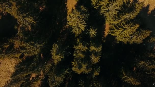 Las Sosnowy Karpatach Strzelający Aero — Wideo stockowe