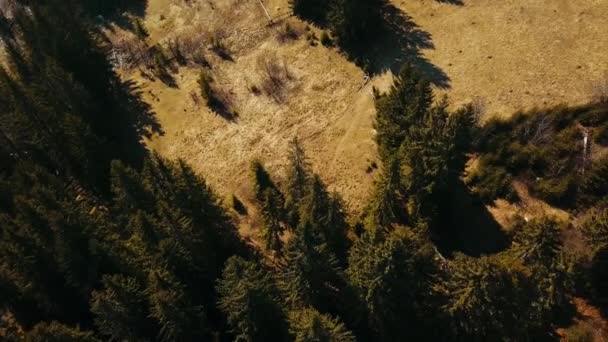 Forêt Pins Dans Les Montagnes Des Carpates Tournage Aero — Video