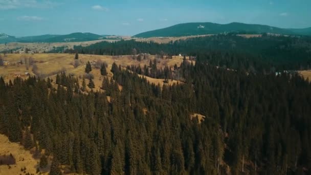 Pine Forest Carpathian Mountains Shooting Aero — Stock Video
