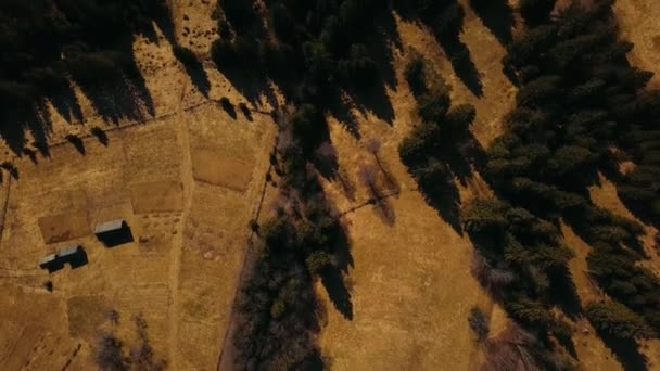 Bosque Pinos Las Montañas Los Cárpatos Disparando Aero — Vídeo de stock