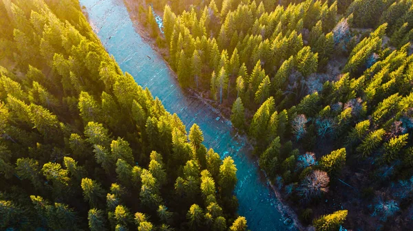 Alp çamı ormanı Karpatlar hava fotoğrafçılığı