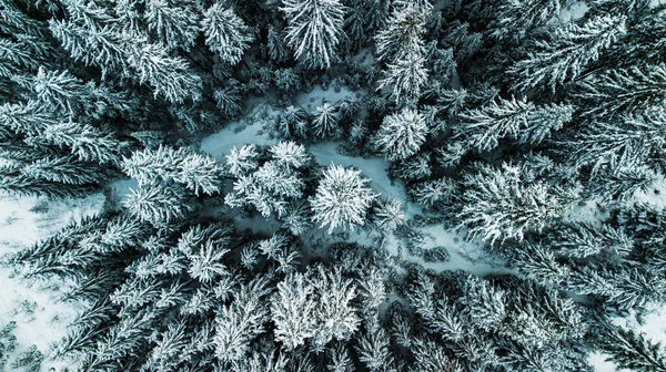 Χειμώνας Χιόνι Κωνοφόρα Δάσος Καρπάθια Ουκρανία Εναέρια Φωτογραφία — Φωτογραφία Αρχείου