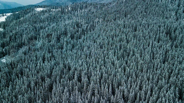 Hiver Forêt Conifères Carpates Ukraine Photographie Aérienne — Photo