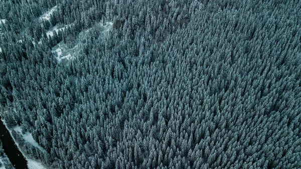 Зимний Снежный Хвойный Лес Карпаты Украина Аэрофотосъемка — стоковое фото