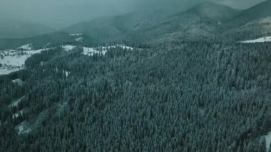 Kış kozalaklı orman Karpatlar Ukrayna hava fotoğrafçılığı.