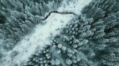Kış kozalaklı orman Karpatlar Ukrayna hava fotoğrafçılığı.