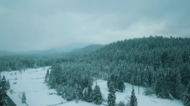 Kış kozalaklı orman Karpatlar Ukrayna hava fotoğrafçılığı.