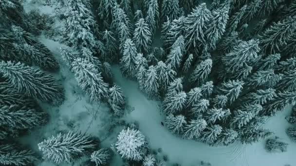 Vinter Snöbarrskog Karpaterna Ukraina Flygfoto — Stockvideo