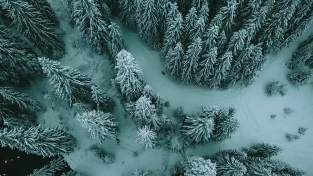 Zima Śnieg Iglasty Las Karpaty Ukraina Zdjęcia Lotnicze — Wideo stockowe
