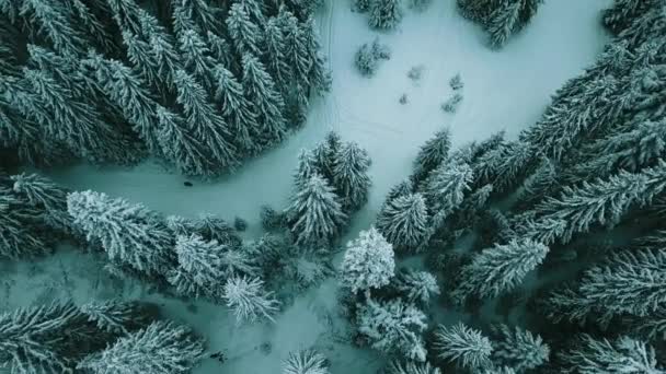 Vinter Snöbarrskog Karpaterna Ukraina Flygfoto — Stockvideo