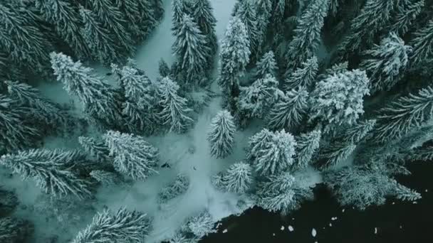 Zima Śnieg Iglasty Las Karpaty Ukraina Zdjęcia Lotnicze — Wideo stockowe