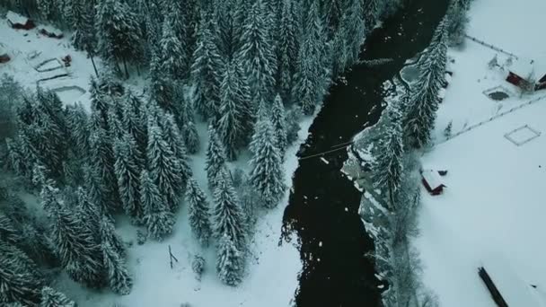 Invierno Bosque Coníferas Nieve Cárpatos Ucrania Fotografía Aérea — Vídeo de stock
