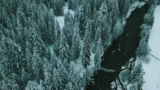 Зимові Снігові Хвойні Ліси Карпати Україна Аерофотозйомки — стокове відео
