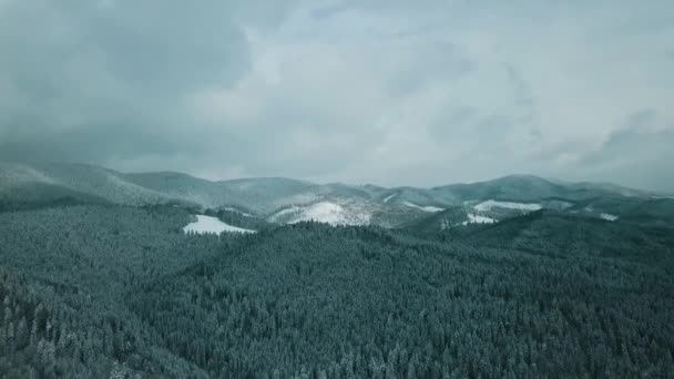 Winter Snow Coniferous Forest Carpathians Ukraine Aerial Photography — Stock Video