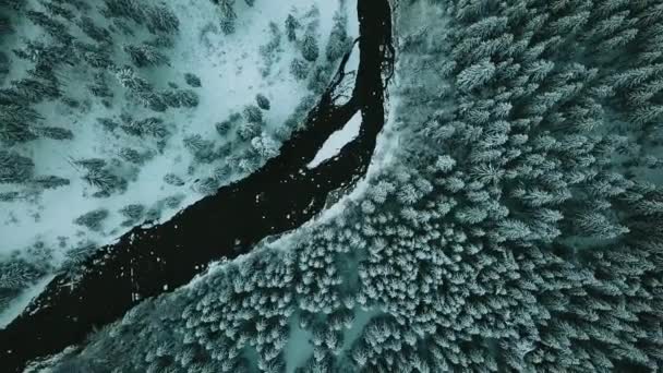 Vinter Sne Nåleskov Karpaterne Ukraine Luftfoto – Stock-video