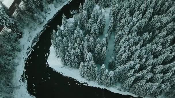 Hiver Forêt Conifères Carpates Ukraine Photographie Aérienne — Video