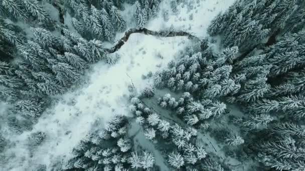 Winter Sneeuw Naaldbos Karpaten Oekraïne Luchtfotografie — Stockvideo