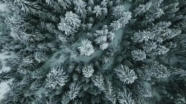 Invierno Bosque Coníferas Nieve Cárpatos Ucrania Fotografía Aérea — Vídeos de Stock