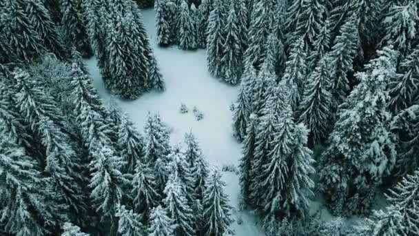 Winter Snow Coniferous Forest Carpathians Ukraine Aerial Photography — Stock Video