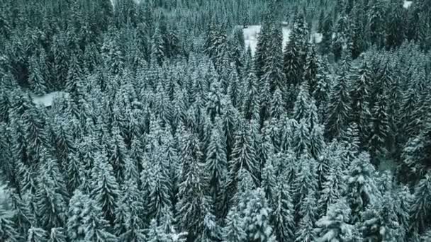 Invierno Bosque Coníferas Nieve Cárpatos Ucrania Fotografía Aérea — Vídeo de stock