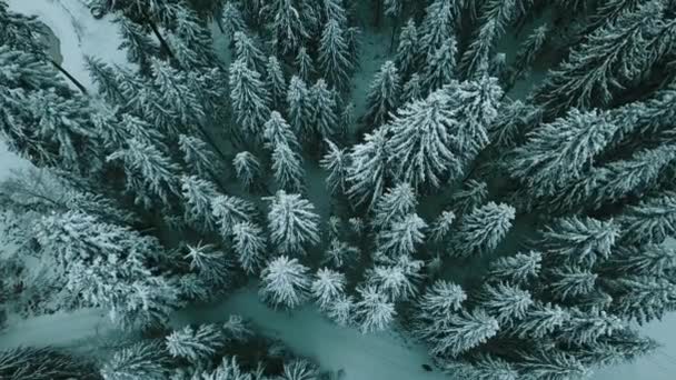 Winter Snow Coniferous Forest Carpathians Ukraine Aerial Photography — Stock Video