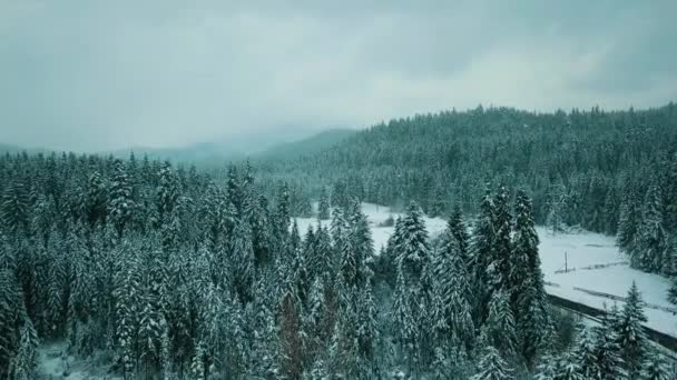 Winter Snow Coniferous Forest Carpathians Ukraine Aerial Photography — Stock Video