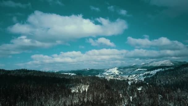 Inverno Neve Floresta Conífera Cárpatos Ucrânia Fotografias Aéreas — Vídeo de Stock