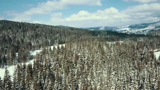 Zimní Sníh Jehličnatý Les Karpaty Ukrajina Letecké Fotografie — Stock video