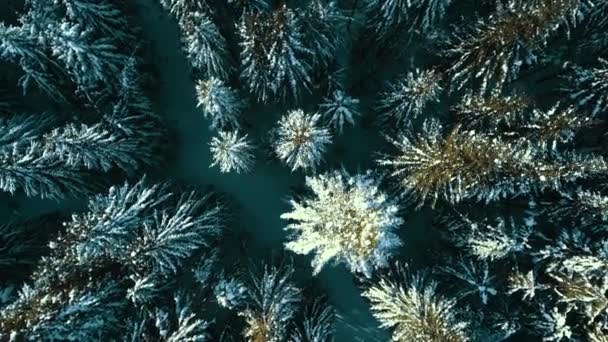 Зимний Снежный Хвойный Лес Карпаты Украина Аэрофотосъемка — стоковое видео