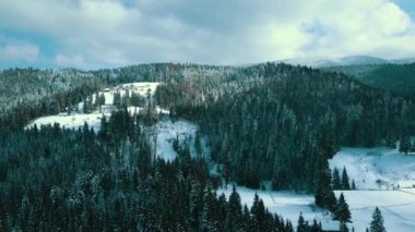 Kış kozalaklı orman Karpatlar Ukrayna hava fotoğrafçılığı.