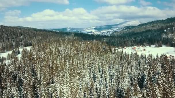 Winter Snow Coniferous Forest Carpathians Ukraine Aerial Photography — Stock Video