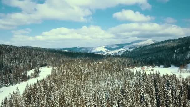 Zima Śnieg Iglasty Las Karpaty Ukraina Zdjęcia Lotnicze — Wideo stockowe