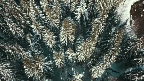 Winter Snow Coniferous Forest Carpathians Ukraine Aerial Photography — Stock Video