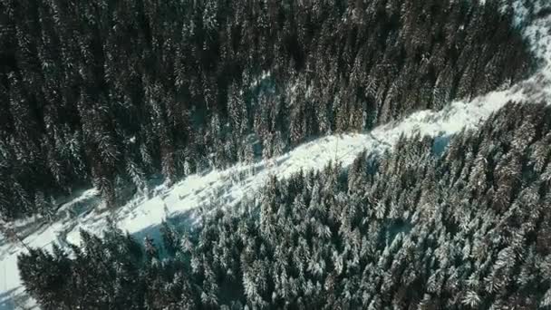 Invierno Bosque Coníferas Nieve Cárpatos Ucrania Fotografía Aérea — Vídeo de stock