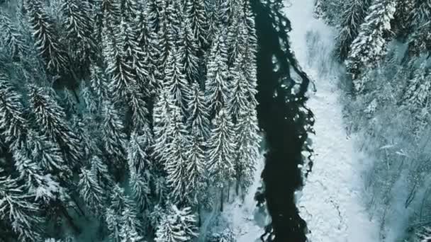 Vinter Snøbarskog Karpatene Ukrainas Flyfoto – stockvideo