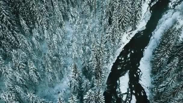 Inverno Neve Floresta Conífera Cárpatos Ucrânia Fotografias Aéreas — Vídeo de Stock