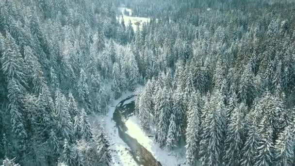 Winter Sneeuw Naaldbos Karpaten Oekraïne Luchtfotografie — Stockvideo